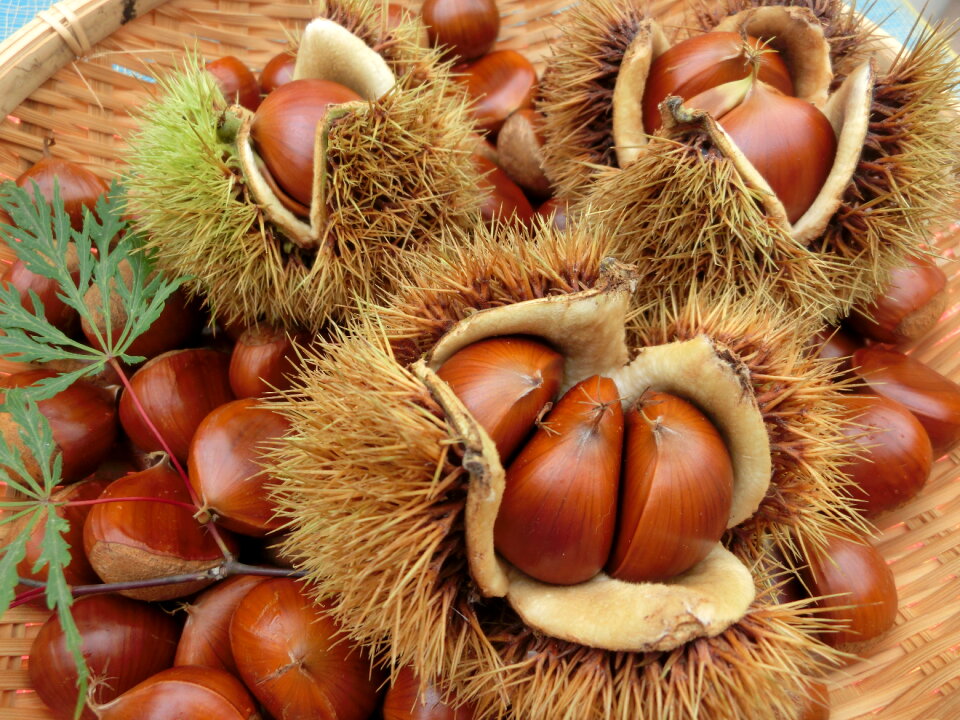 Japanese chestnuts food