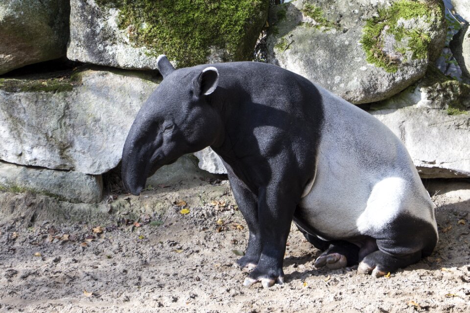 Malayan tapir animal