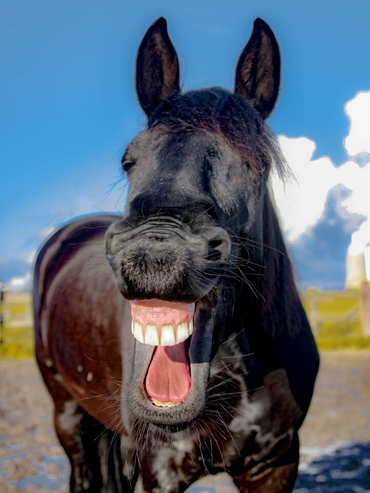 Horse animal laugh