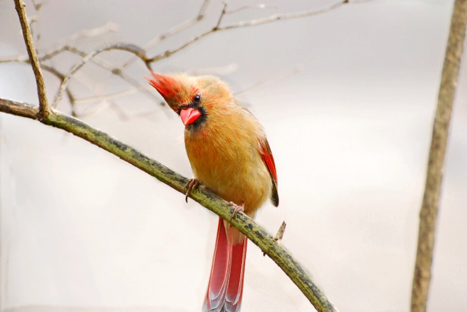 Northern cardinal bird