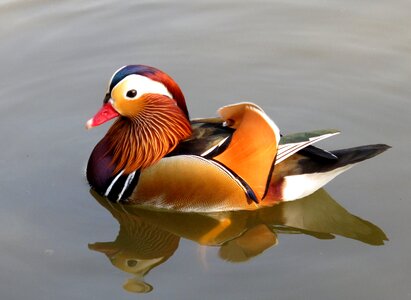 Mandarin duck bird