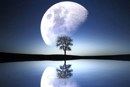 Moon tree river night photo