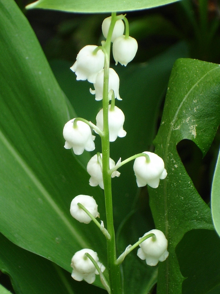 Plant wild flower spring