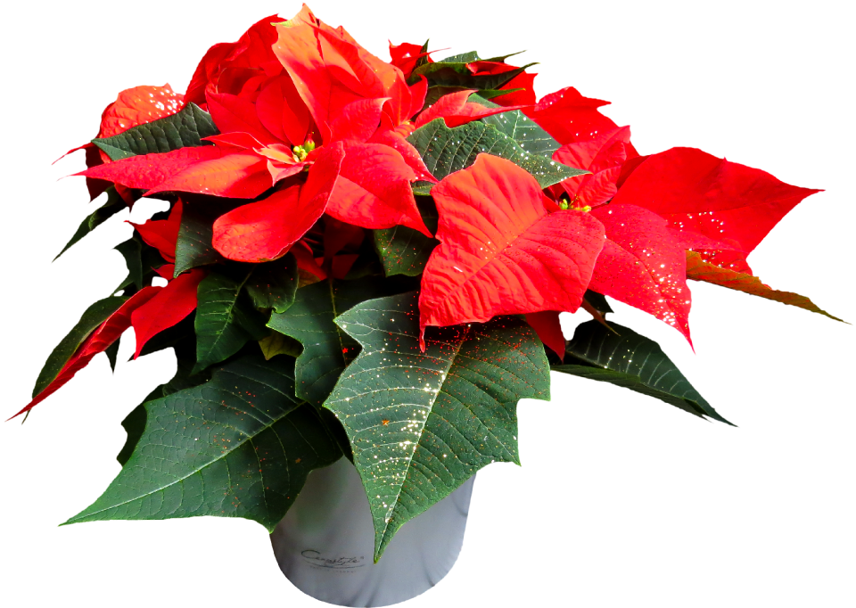 Poinsettia flower christmas