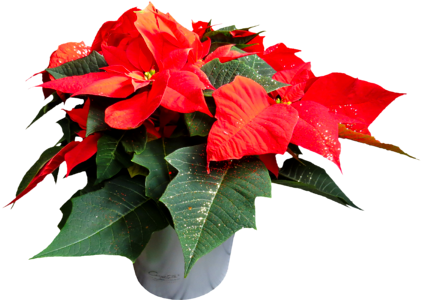 Poinsettia flower christmas photo