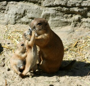Prairie dogs kiss