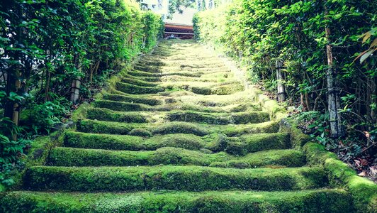 Moss stairs temple photo