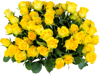Roses flower