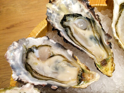 Oyster food