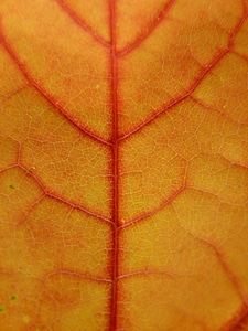 Maple veins leaf veins