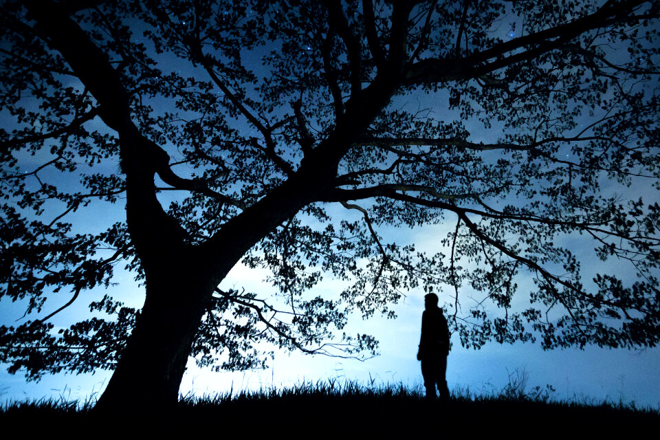 Night tree people silhouette