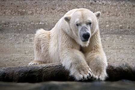 Polar bear