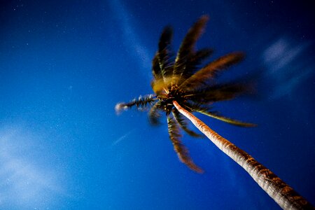 Palm tree blue sky photo