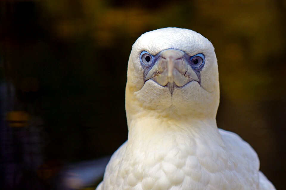 Northern gannet bird