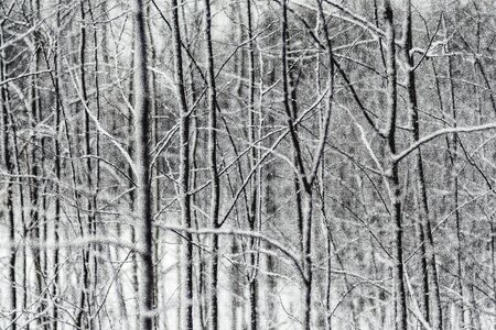 Snow trees branch winter photo