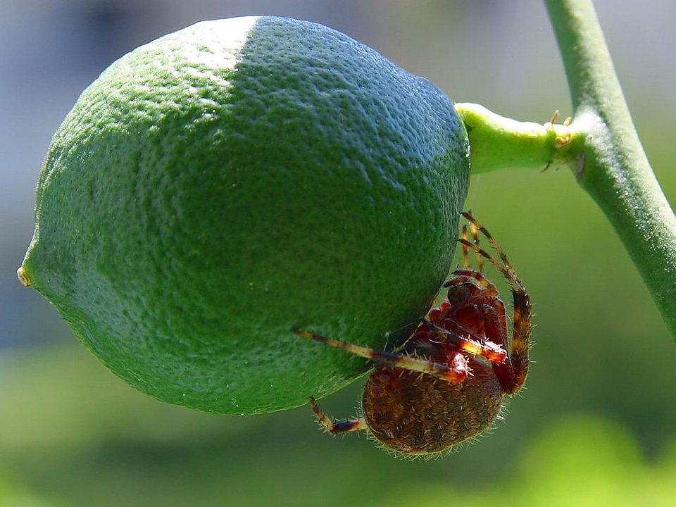 Insect nature animals