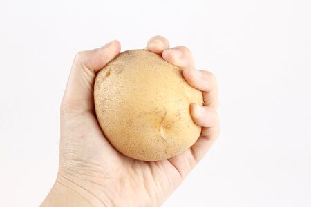Potato vegetable food hand