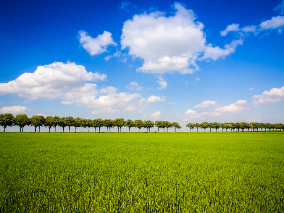 Meadow trees sky photo