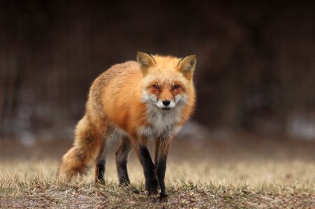 Red fox animal photo