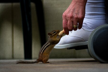 Squirrel animal peanut