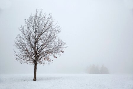 Snow tree winter