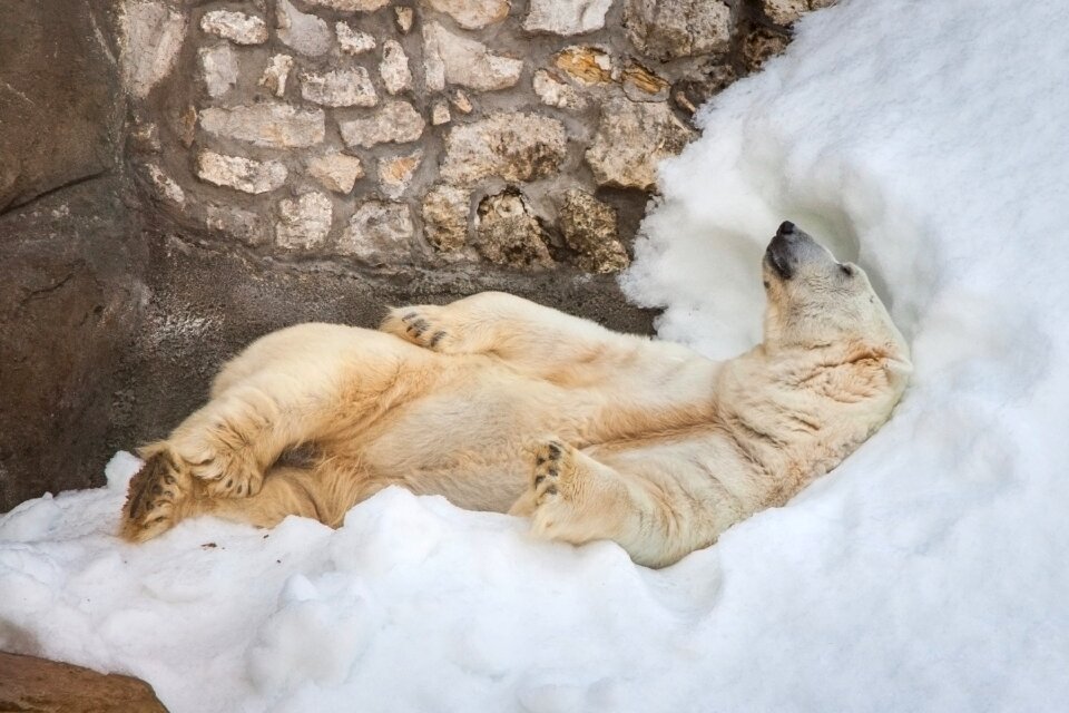 Polar bear sleeping