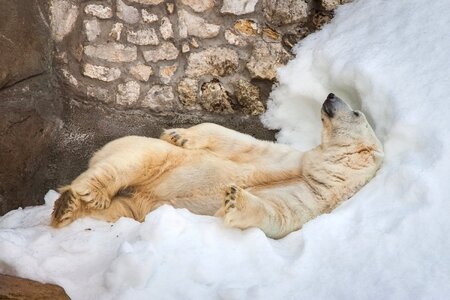 Polar bear sleeping