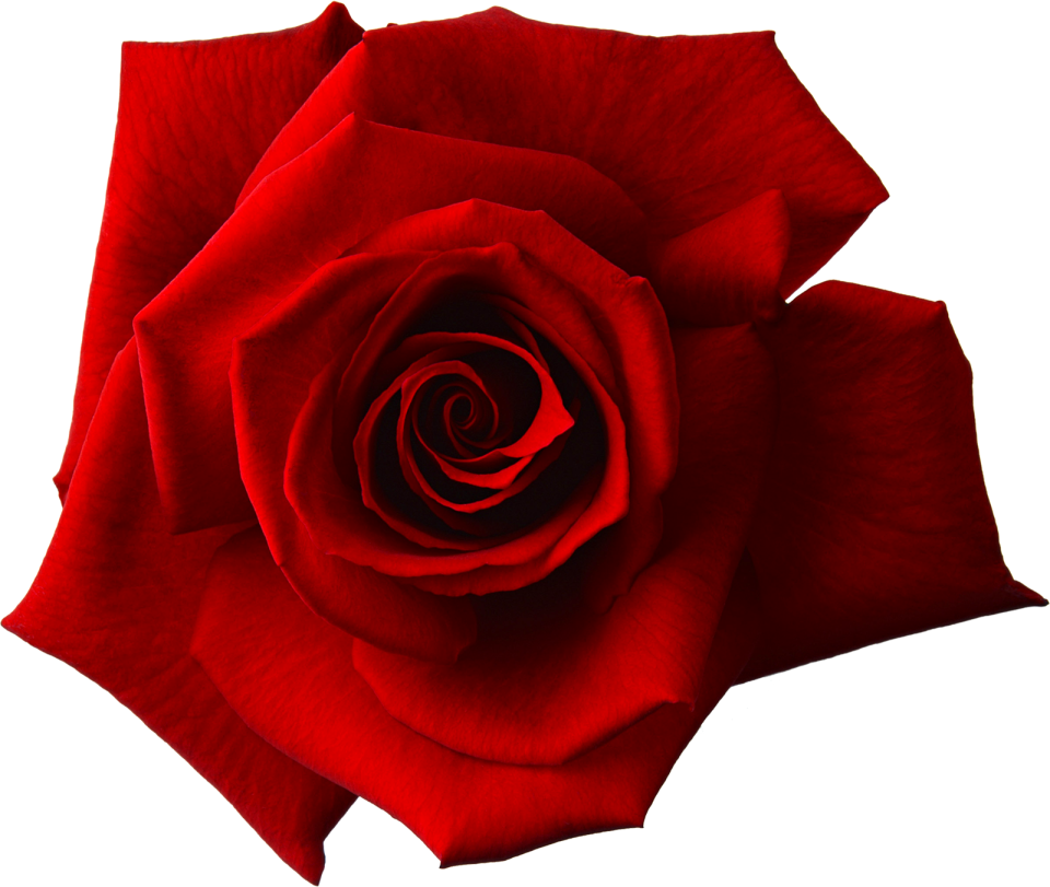 Red rose flower