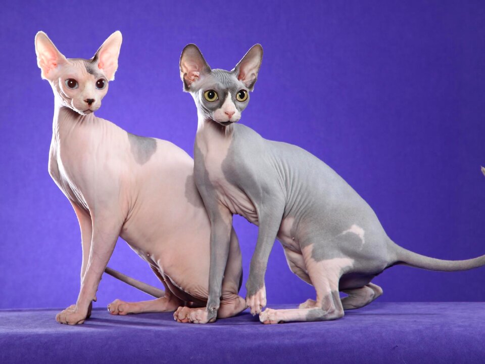 Sphynx cats animal