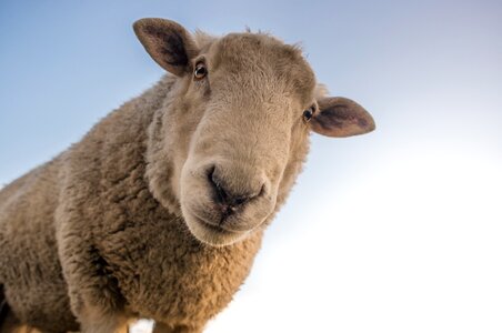 Sheep animal photo
