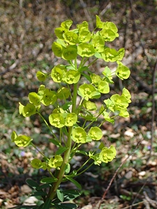 Blossom bloom plant