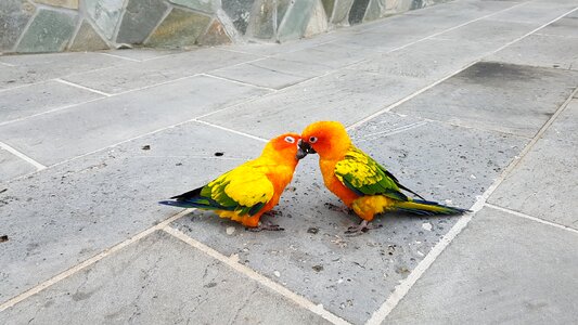 Sun parakeets kiss bird
