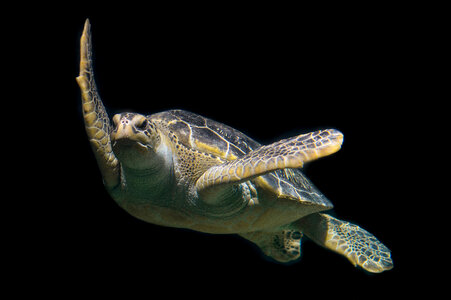 Sea turtle animal