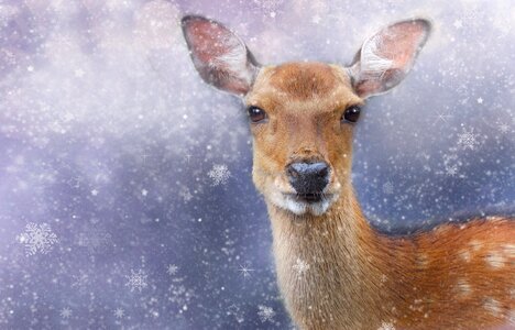 Snow deer animal