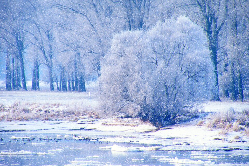 Snow trees winter