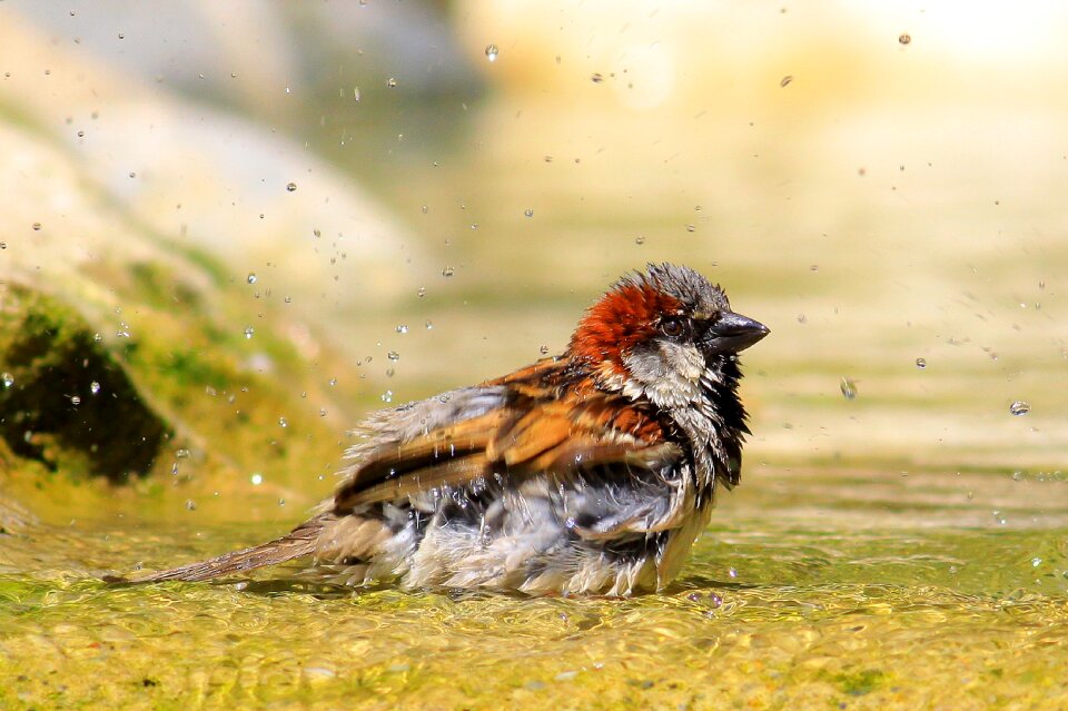 Sparrow bird bathing