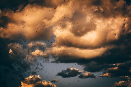 Sunset clouds birds