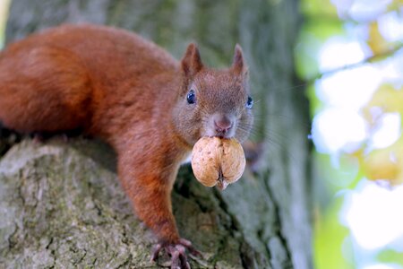Squirrel animal walnut