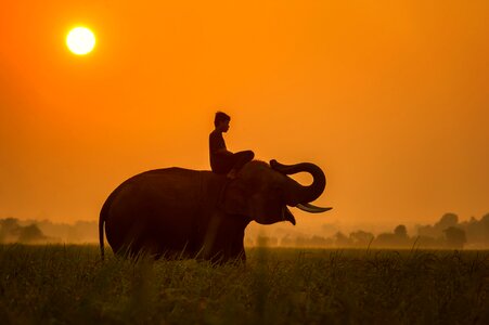 Sunset elephant trainer