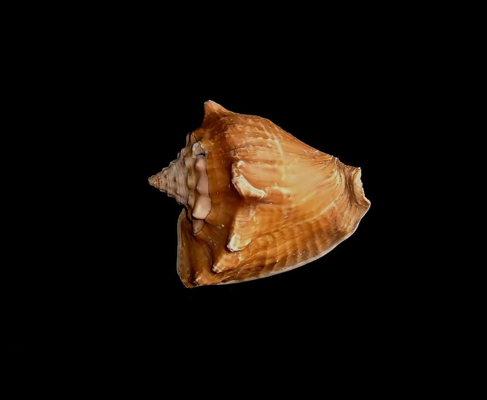 Black seashell colorful