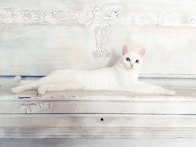 White cat animal