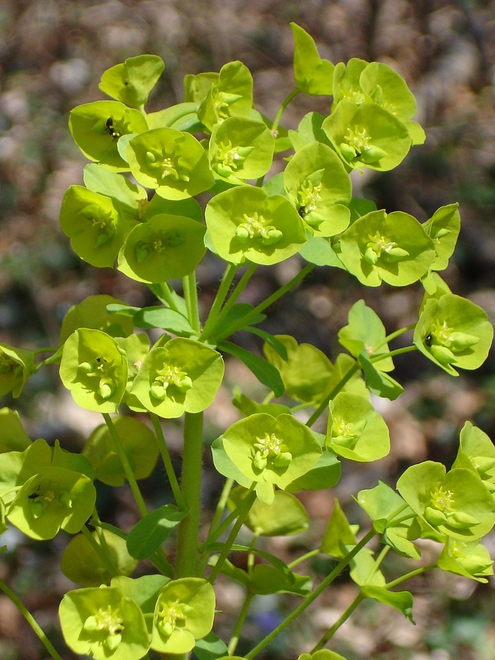 Blossom bloom plant