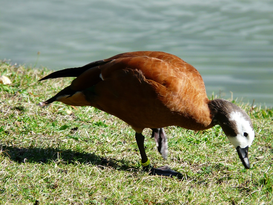 Green stand plumage