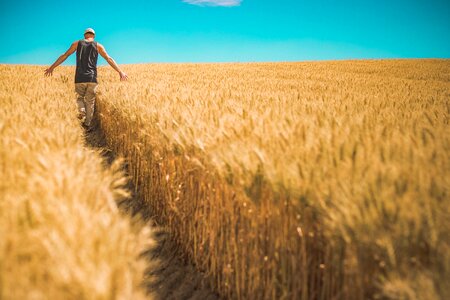 Wheat field man