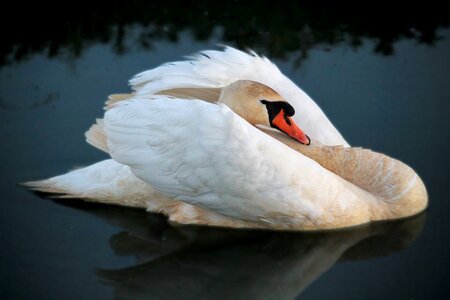 Swan bird