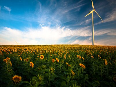 Wind turbine sunflower field photo