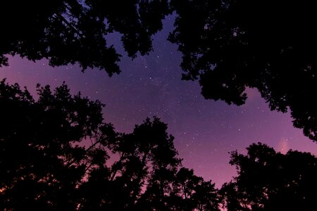 Starry sky trees photo