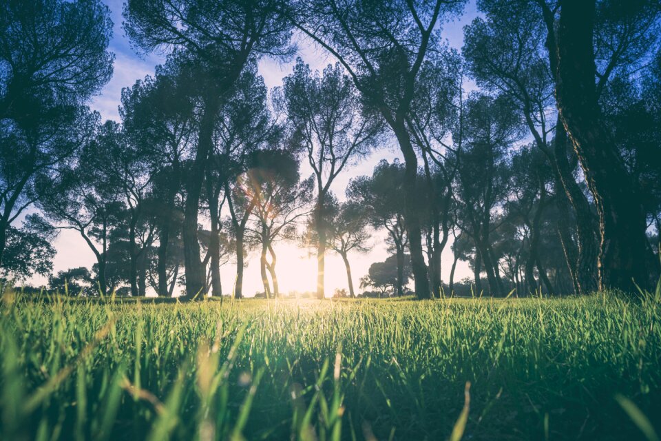 Sunshine tree lawn photo