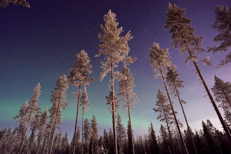 Trees northern light night photo
