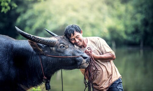 Water buffalo farmer